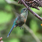 Long-tailed Sylph