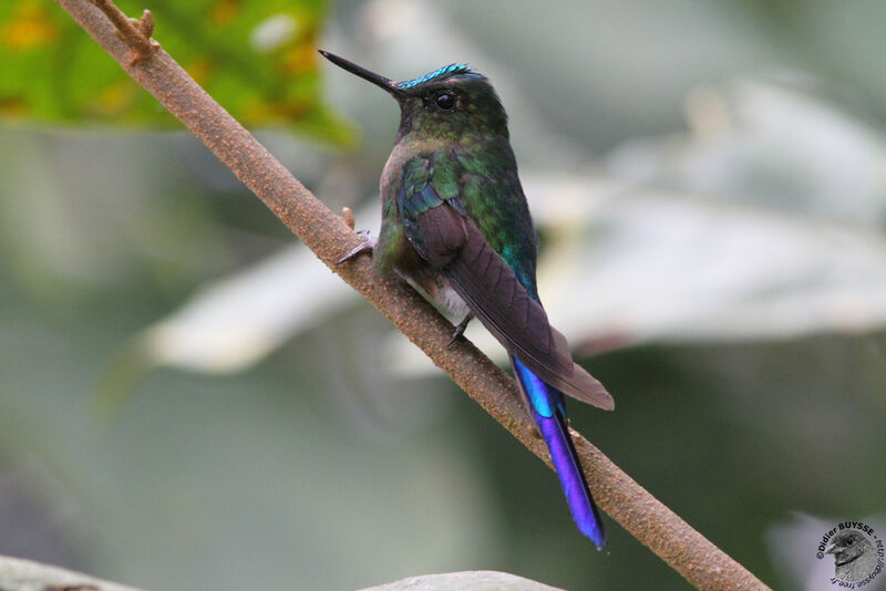 Violet-tailed Sylph male immature, identification