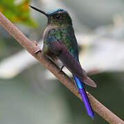 Violet-tailed Sylph