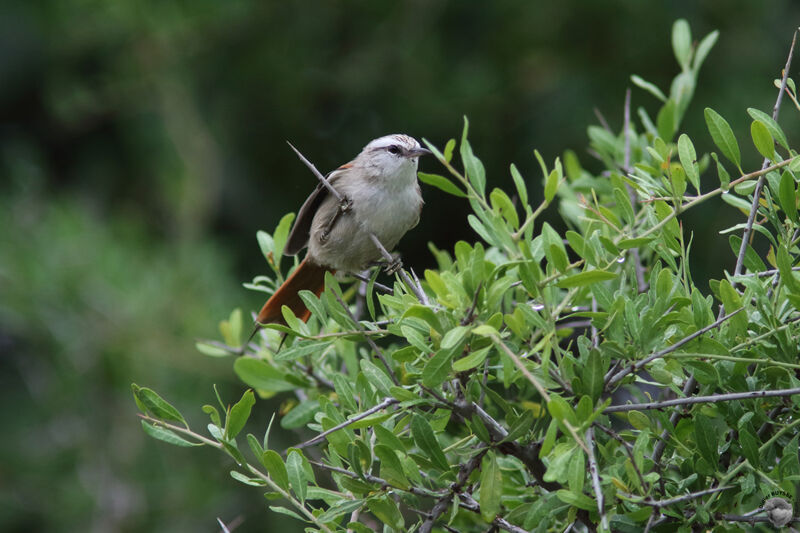 Stripe-crowned Spinetailadult, identification