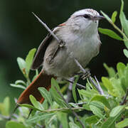 Stripe-crowned Spinetail