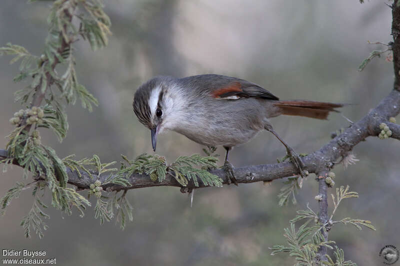 Stripe-crowned Spinetailadult, identification