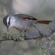 Stripe-crowned Spinetail