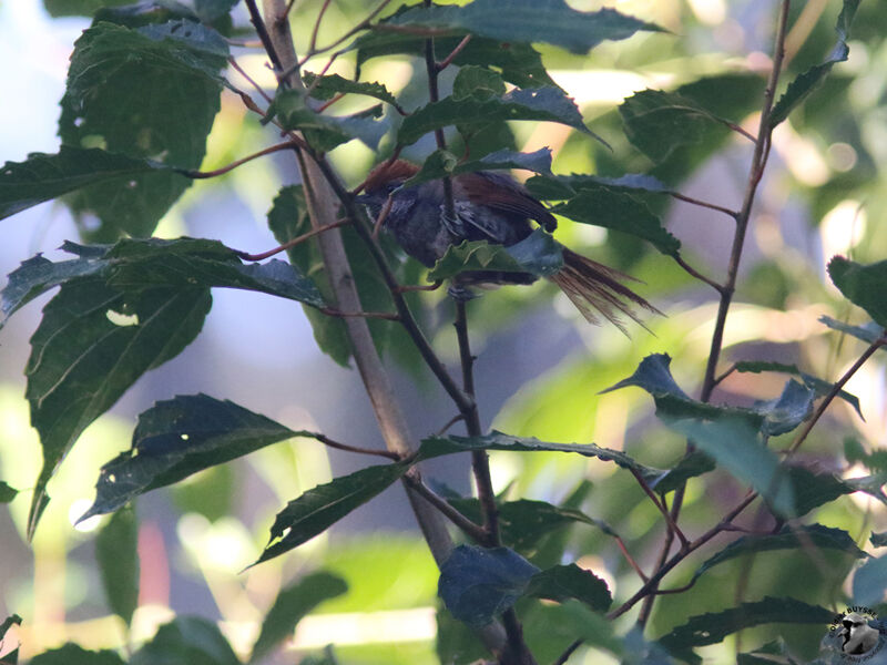 Rufous-capped Spinetailadult