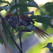 Rufous-capped Spinetail