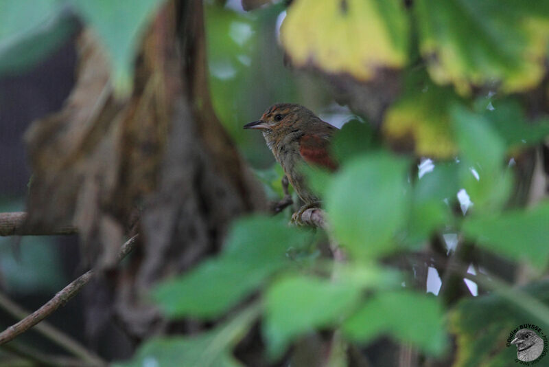 Red-faced Spinetailjuvenile, identification