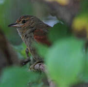 Red-faced Spinetail