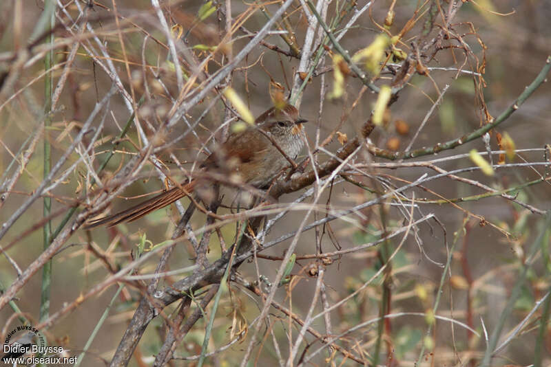 Rusty-fronted Canasteroadult, identification