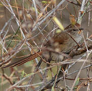 Rusty-fronted Canastero