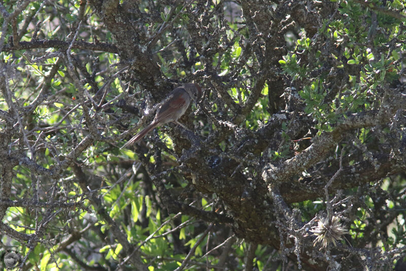 Synallaxe à front sombreadulte, identification