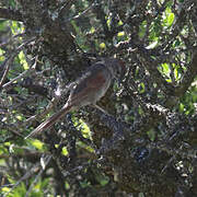 Sooty-fronted Spinetail