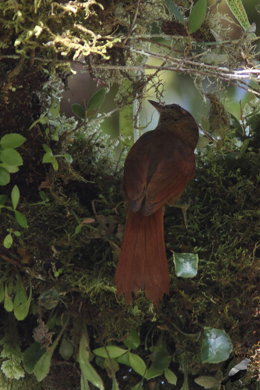 Ash-browed Spinetailadult, identification