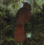 Ash-browed Spinetail