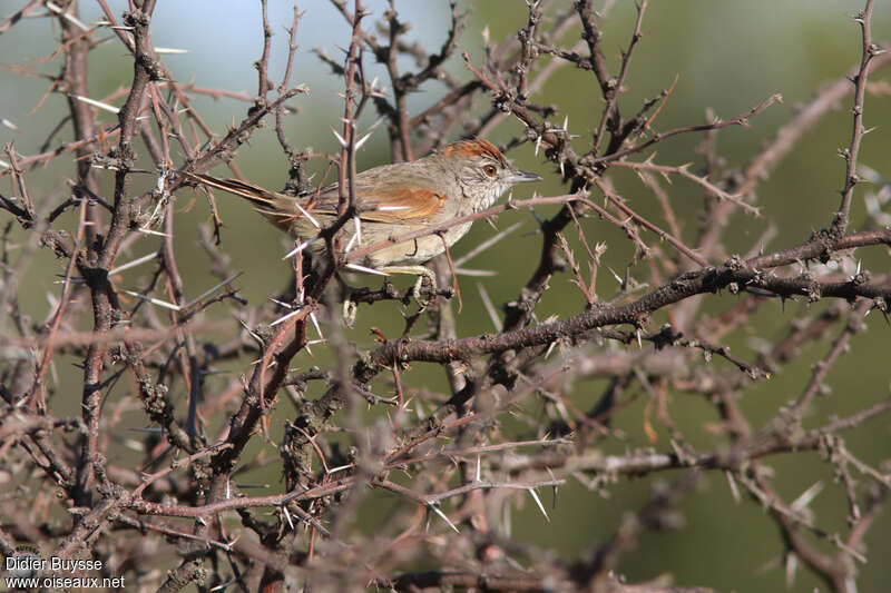 Synallaxe albaneadulte, habitat, pigmentation