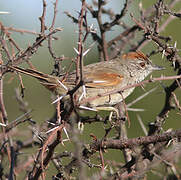 Pale-breasted Spinetail