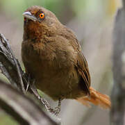 Orange-eyed Thornbird