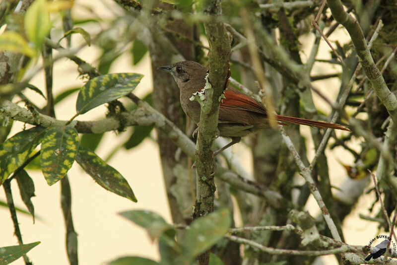 Plain-crowned Spinetailadult, identification