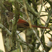 Plain-crowned Spinetail