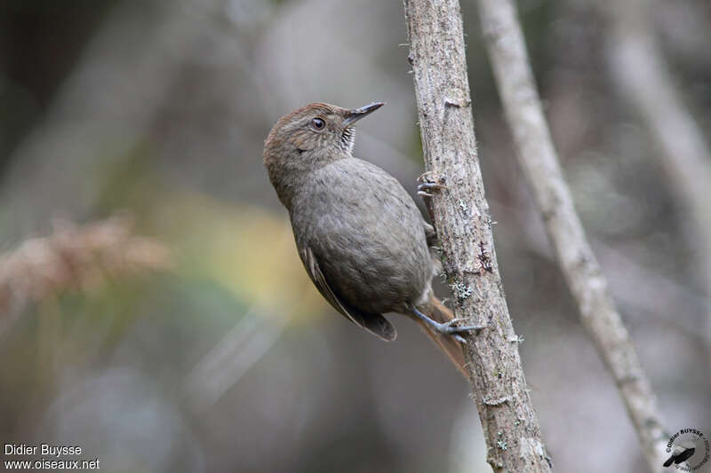 Puna Thistletailadult, close-up portrait