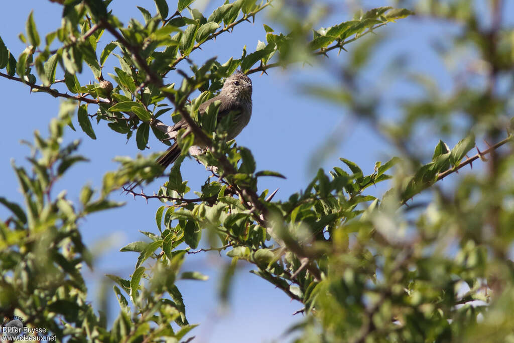 Tufted Tit-Spinetailadult, identification