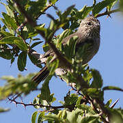 Tufted Tit-Spinetail