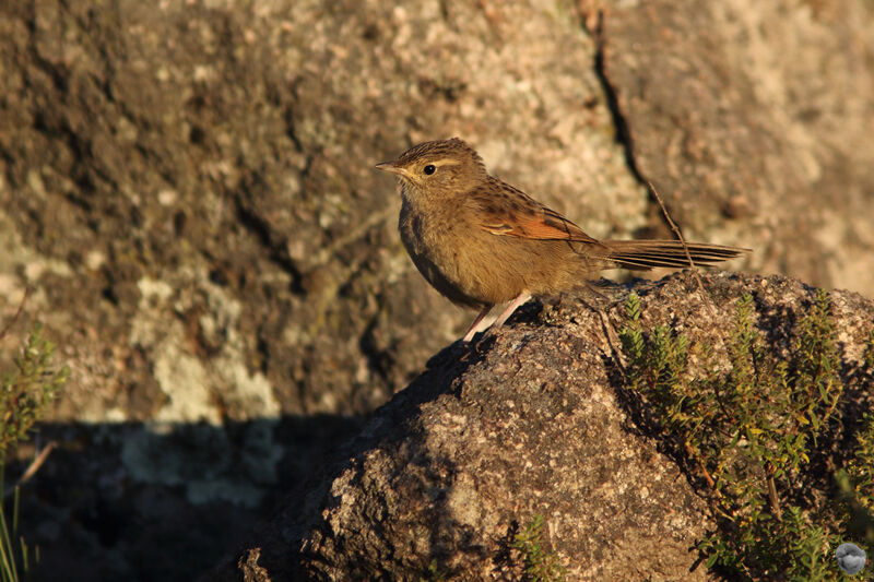 Synallaxe de Wyattadulte, identification