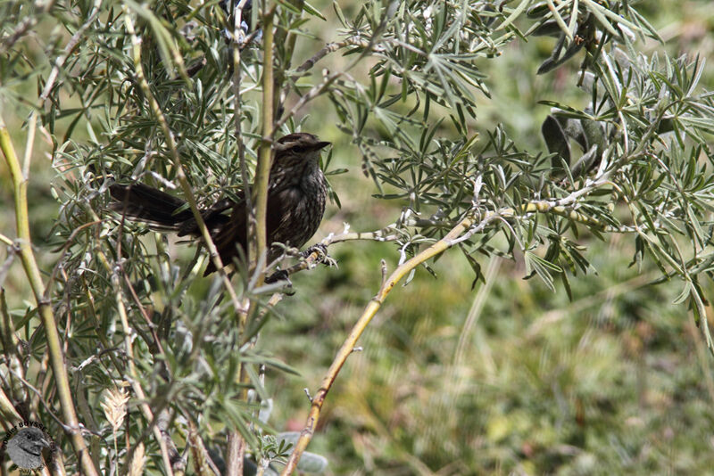 Andean Tit-Spinetailadult, identification