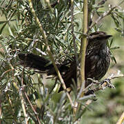 Andean Tit-Spinetail