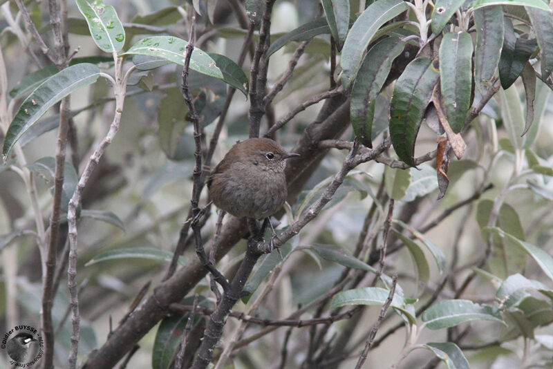 Mouse-colored Thistletailadult, identification