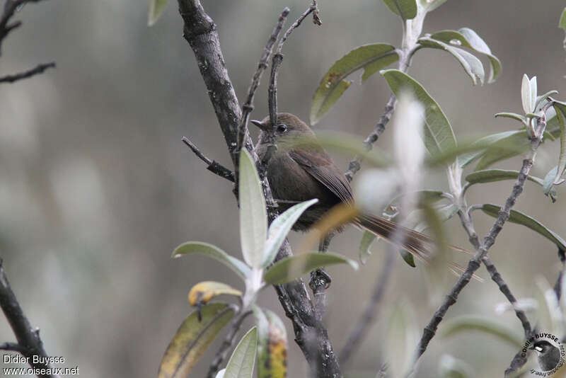 Mouse-colored Thistletailadult, identification