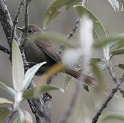 Mouse-colored Thistletail