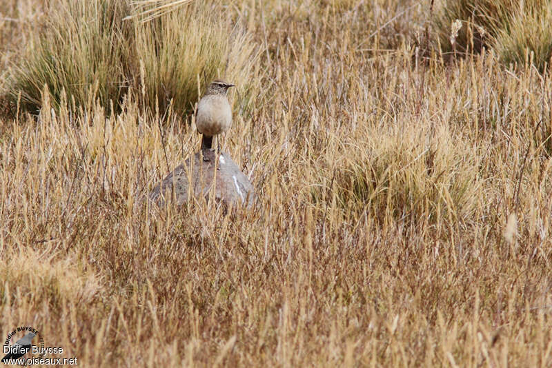 Streak-throated Canasteroadult, habitat