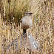 Streak-throated Canastero