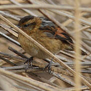 Wren-like Rushbird