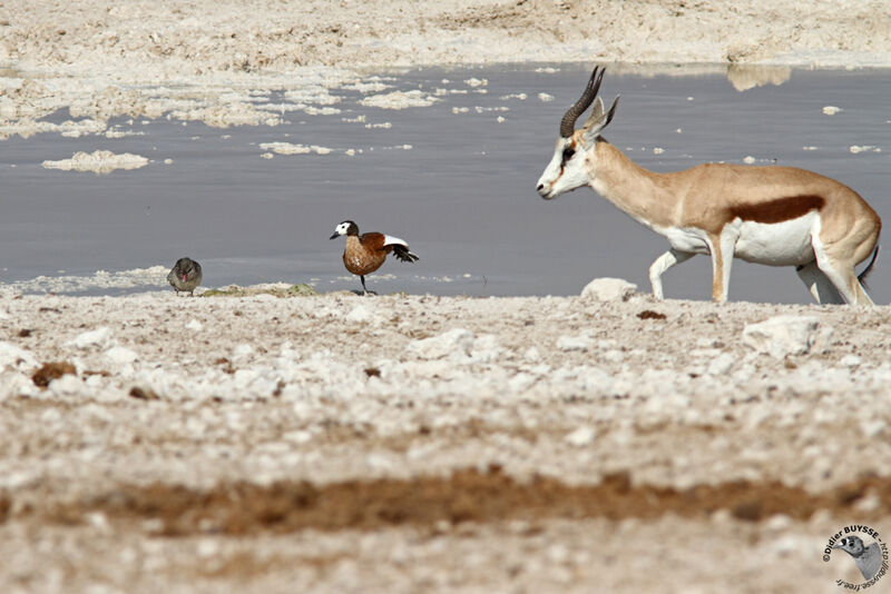 Tadorne à tête grise femelle adulte, identification