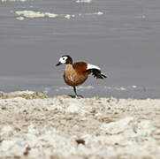 South African Shelduck