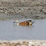 South African Shelduck