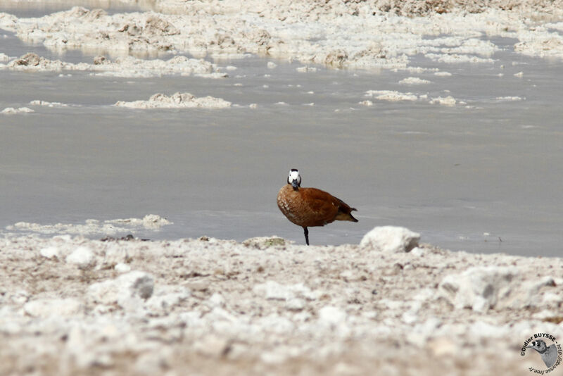 South African Shelduck female adult, identification