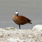 South African Shelduck