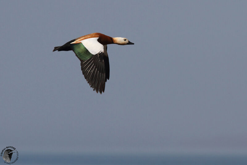 Ruddy Shelduck male adult, Flight