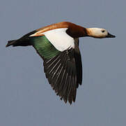 Ruddy Shelduck