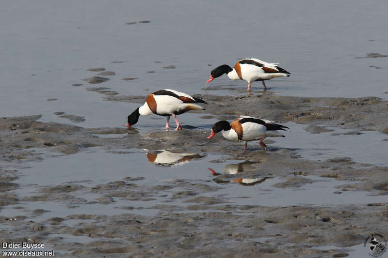 Common Shelduckadult, habitat, fishing/hunting