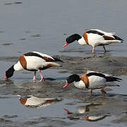 Common Shelduck