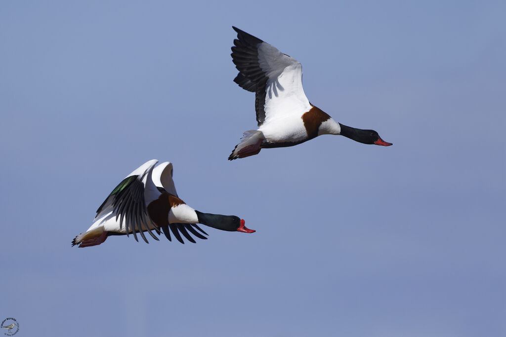 Common Shelduckadult