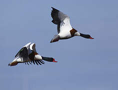 Common Shelduck