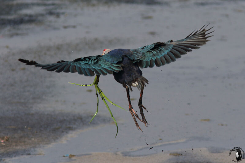 Grey-headed Swamphenadult, Flight