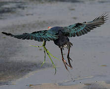 Grey-headed Swamphen