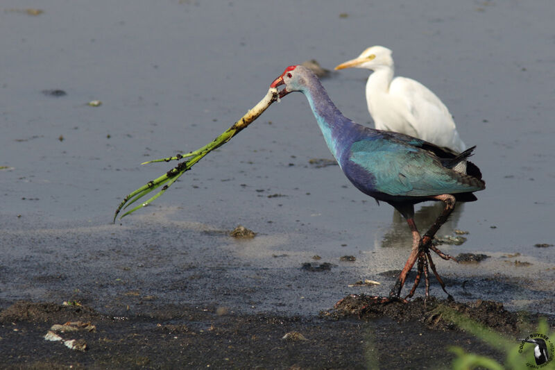 Grey-headed Swamphenadult, identification, walking, eats