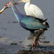 Grey-headed Swamphen