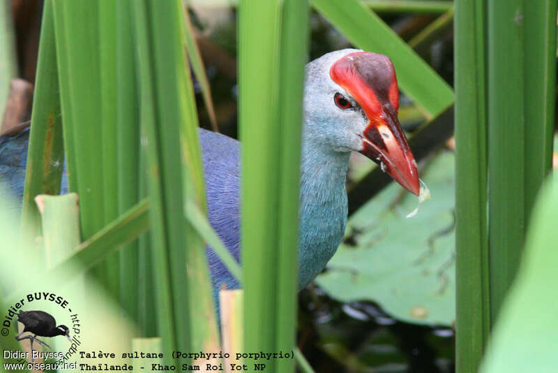 Grey-headed Swamphenadult breeding, close-up portrait